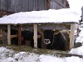 Unsere K�he beim Futterstand